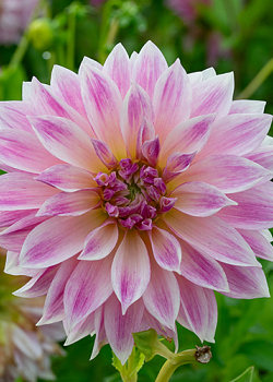 X 10 DAHLIA CAFE AU LAIT ROYAL I