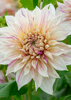 X 10 DAHLIA CAFE AU LAIT TWIST I