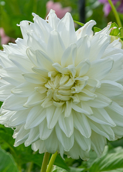 X 10 DAHLIA BULL'S PRIDE I