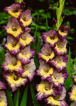 X 100 GLADIOLUS DYNAMITE 12/14