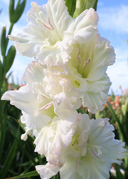 X 100 GLADIOLUS IVORY PERFECTION 8/10