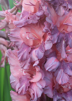 X 100 GLADIOLUS RUSTY CHESTNUT 12/14