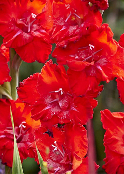 X 100 GLADIOLUS TANGO PASSION 12/14