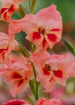 X 100 GLADIOLUS NATHALIE 8/9