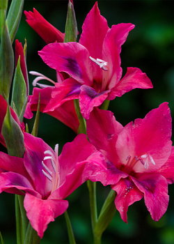 X 100 GLADIOLUS VULCANO 8/9