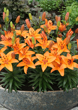 X 50 LILIUM ABBEVILLE'S PRIDE 14/16