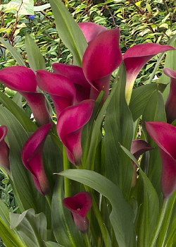 X 25 ZANTEDESCHIA CALLAFORNIA RED 14/16