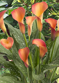 X 25 ZANTEDESCHIA MORNING SUN 14/16