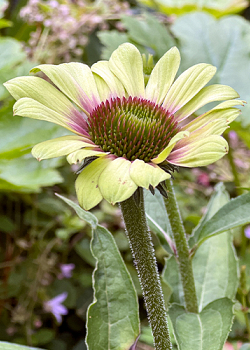 X 25 ECHINACEA GREEN TWISTER I