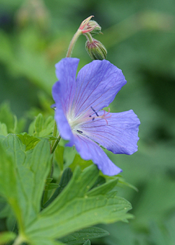 X 25 GERANIUM JOHNSON'S BLUE I