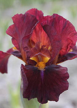 X 25 IRIS GERMANICA RED ZINGER I