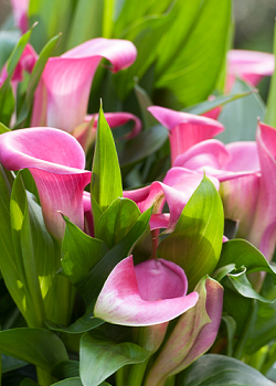 X 25 ZANTEDESCHIA GARNET GLOW 14/16