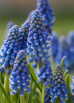 X 100 MUSCARI ARMENIACUM 9/10