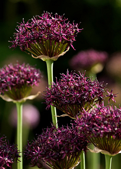 X 100 ALLIUM ATROPURPUREUM 8/10