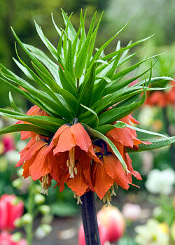 X   10 FRITILLARIA IMP. RUBRA MAXIMA 18/20