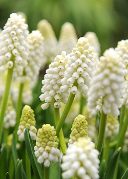 X 100 MUSCARI AUCHERI WHITE MAGIC 8/9