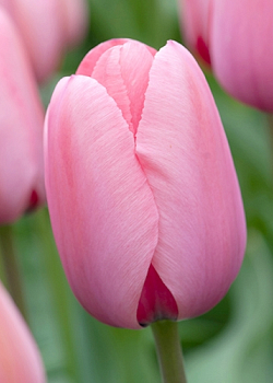 X 100 TULIPA PINK IMPRESSION 11/12