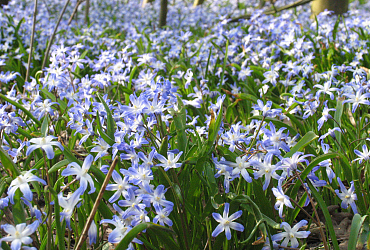 Naturalising bulbs