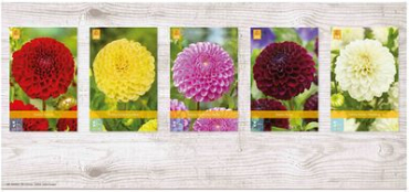 X  75 DAHLIA POMPON I