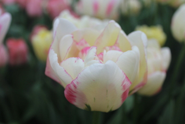 X 100 TULIPA DOUBLE SHAKE 11/12