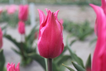 X 100 TULIPA PRETTY LOVE 11/12