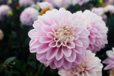 X 10 DAHLIA ESPACIO I