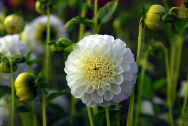 X 10 DAHLIA SNOWFLAKE I