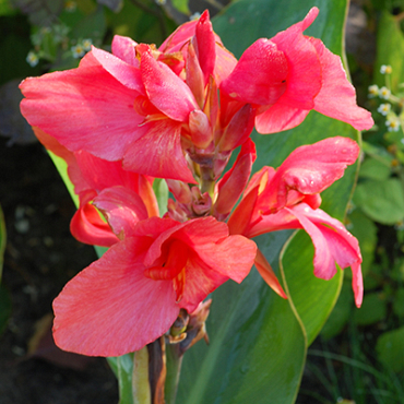 X 25 CANNA PINK FUTURITY I