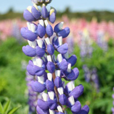 X 25 LUPINUS BLAUW I