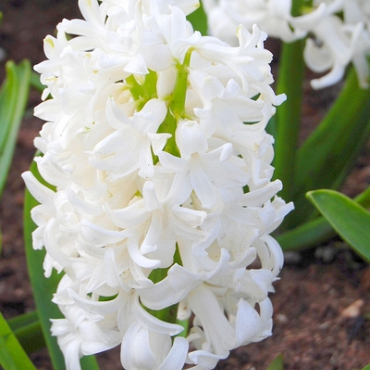 X   50 HYACINTHUS WHITE PEARL 16/17