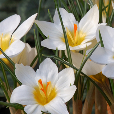 X 100 CROCUS SPECIE CHR. SNOWBUNTING 5/+