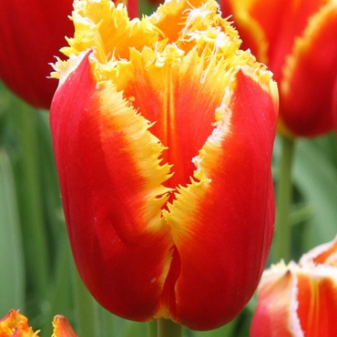 X 100 TULIPA DAVENPORT 11/12