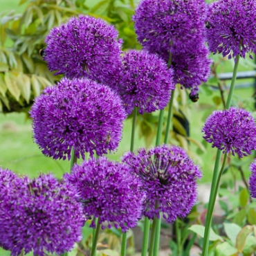 X 250 ALLIUM PURPLE SENSATION 10/12