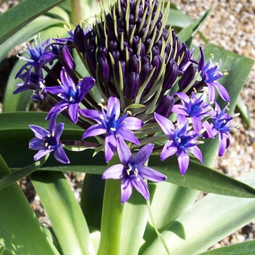 X   10 SCILLA PERUVIANA 16/18