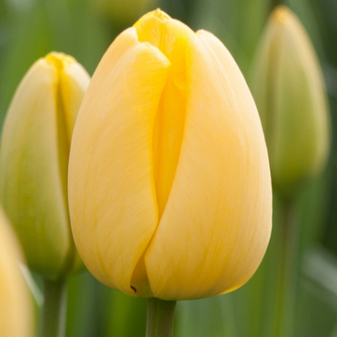 X 100 TULIPA GOLDEN APELDOORN 11/12