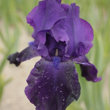 X 25 IRIS GERMANICA NIGHT OWL I