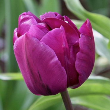 X 100 TULIPA NEGRITA DOUBLE 10/11