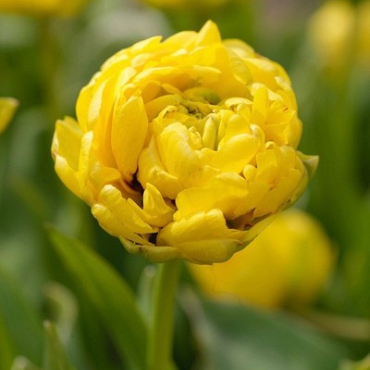 X 100 TULIPA YELLOW POMPENETTE 10/11