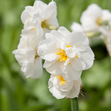 X 100 NARCISSUS BRIDAL CROWN 10/12