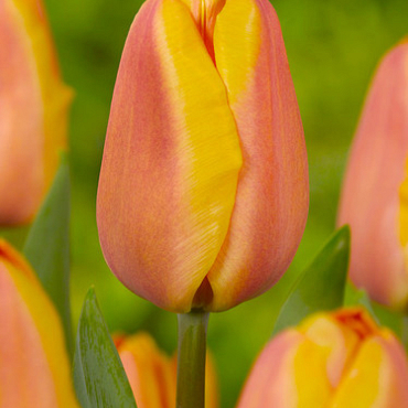 X 100 TULIPA APRICOT FOXX 12/+