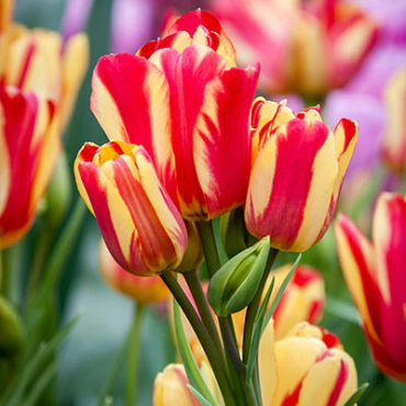 X 100 TULIPA WONDER CLUB 11/12