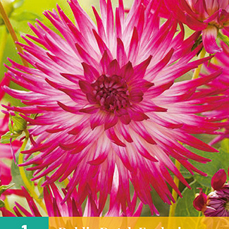 X 1 DAHLIA DUTCH EXPLOSION I