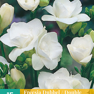 X 15 FREESIA DUBBEL WIT 5/+