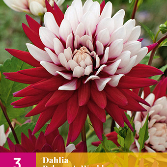 X 3 DAHLIA REBECCAS WORLD I