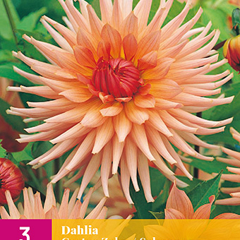 X 3 DAHLIA CACTUS ZALM I