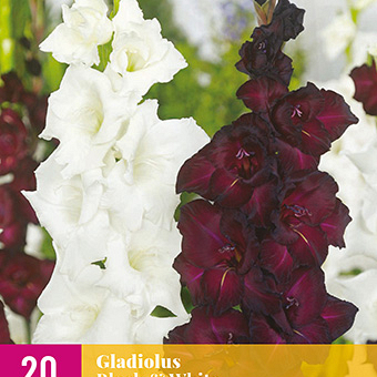 Gladiolus Block – ArbeeDesigns