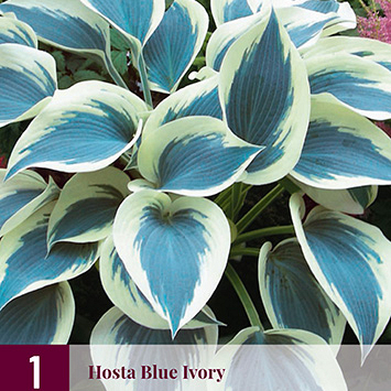 X 1 HOSTA BLUE IVORY I