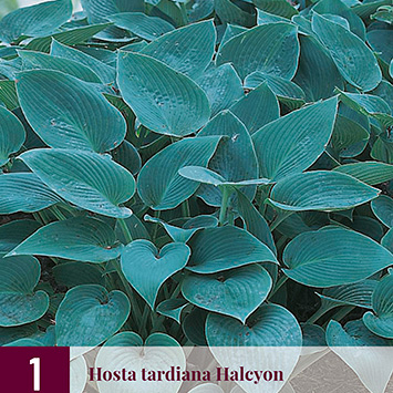 X 1 HOSTA TARDIANA HALCYON I