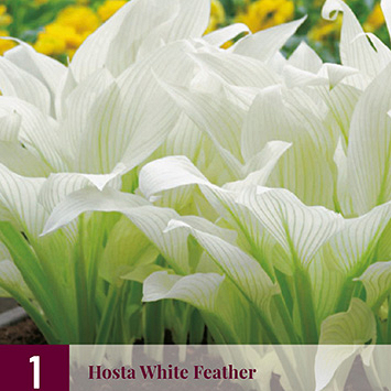 X 1 HOSTA WHITE FEATHER I