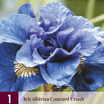 X 1 IRIS SIBIRICA CONCORD CRUSH I